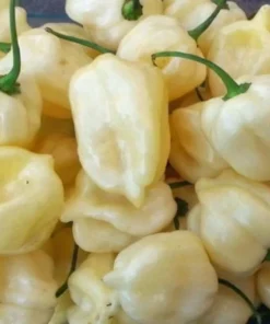 White Habanero Pepper Plant Set - 4 Inch Pot Live Super Hot Chili Plants