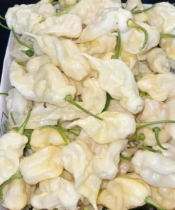 White Habanero Pepper Plant Set - 4 Inch Pot Live Super Hot Chili Plants