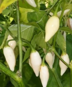 White Habanero Pepper Plant Set - 4 Inch Pot Live Super Hot Chili Plants