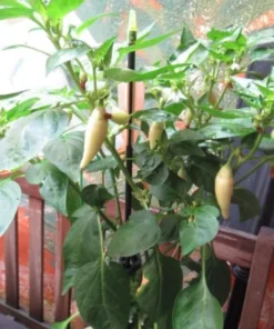 White Habanero Pepper Plant Set - 4 Inch Pot Live Super Hot Chili Plants