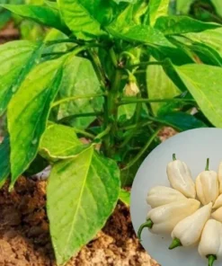 White Habanero Pepper Plant Set - 4 Inch Pot Live Super Hot Chili Plants