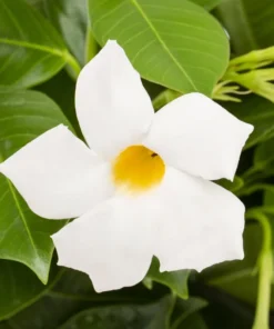 White Mandevilla Plant Live 5-8 Inch Tall Flowering Vine