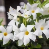 White Mandevilla Plant Live 5-8 Inch Tall Flowering Vine