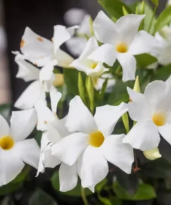 White Mandevilla Plant Live 5-8 Inch Tall Flowering Vine