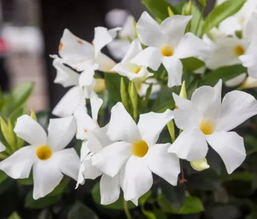 White Mandevilla Plant Live 5-8 Inch Tall Flowering Vine