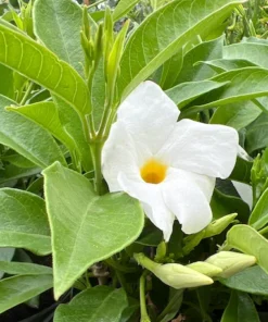 White Mandevilla Plant Live 5-8 Inch Tall Flowering Vine