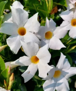 White Mandevilla Plant Live 5-8 Inch Tall Flowering Vine