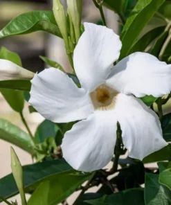 White Mandevilla Plant Live 5-8 Inch Tall Flowering Vine