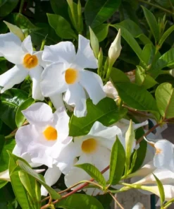 White Mandevilla Plant Live 5-8 Inch Tall Flowering Vine