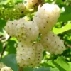 White Mulberry Tree 3-Pack - Morus Alba - 12 to 24in Bare Root Seedling