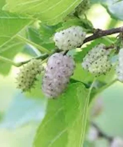 White Mulberry Tree 3-Pack - Morus Alba - 12 to 24in Bare Root Seedling