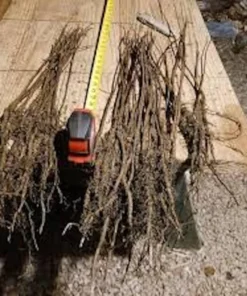 White Mulberry Tree 3-Pack - Morus Alba - 12 to 24in Bare Root Seedling