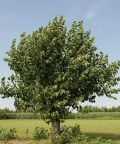 White Mulberry Tree 3-Pack - Morus Alba - 12 to 24in Bare Root Seedling