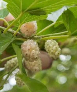 White Mulberry Tree 3-Pack - Morus Alba - 12 to 24in Bare Root Seedling