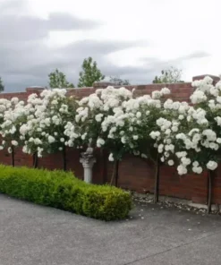 White Rose Bush Starter Plant Fragrant Climbing Rose Unpotted Well-Rooted