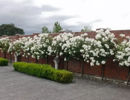 White Rose Bush Starter Plant Fragrant Climbing Rose Unpotted Well-Rooted