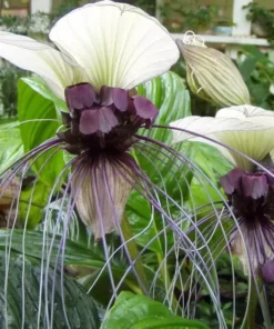 White Tacca Live Plant - 4 Inch Potted Houseplant