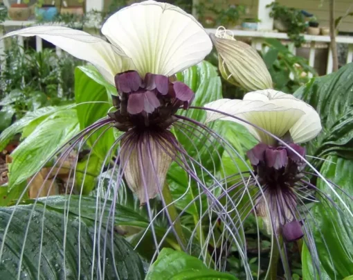 White Tacca Live Plant - 4 Inch Potted Houseplant