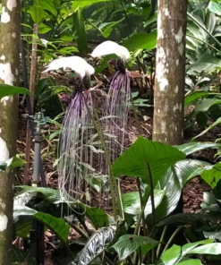 White Tacca Live Plant - 4 Inch Potted Houseplant
