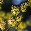 Witchhazel Shrub - 4 inch Pot - Fall Blooming Beauty