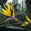 Yellow Bird of Paradise Plant Live - 6-8 Inch Tropical Flower