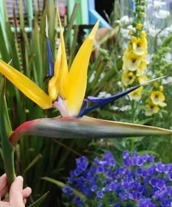 Yellow Bird of Paradise Plant Live - 6-8 Inch Tropical Flower