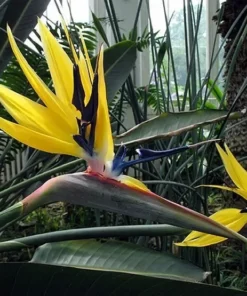Yellow Bird of Paradise Plant Live - 6-8 Inch Tropical Flower