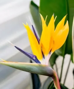 Yellow Bird of Paradise Plant Live - 6-8 Inch Tropical Flower