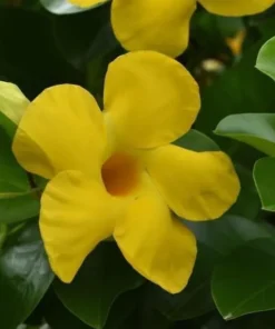 Yellow Mandevilla Plant - 5 Inch Live Vine - Garden Ready