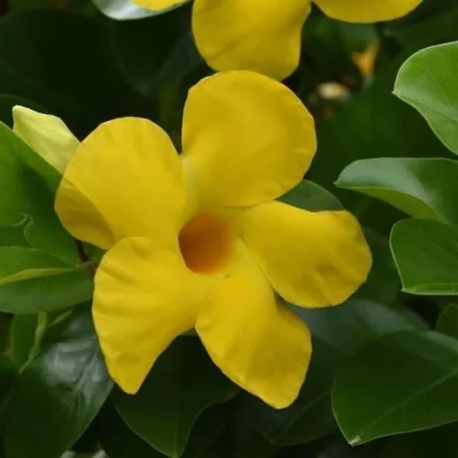 Yellow Mandevilla Plant - 5 Inch Live Vine - Garden Ready