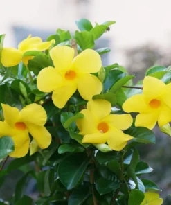 Yellow Mandevilla Plant - 5 Inch Live Vine - Garden Ready