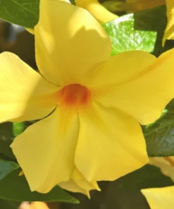 Yellow Mandevilla Plant - 5 Inch Live Vine - Garden Ready