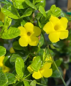 Yellow Mandevilla Plant - 5 Inch Live Vine - Garden Ready