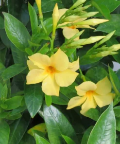 Yellow Mandevilla Plant - 5 Inch Live Vine - Garden Ready