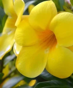 Yellow Mandevilla Plant - 5 Inch Live Vine - Garden Ready