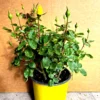 Yellow Rose Bush Plant 3 Gallon Pot 2 Feet Tall Live Plant