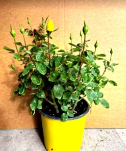 Yellow Rose Bush Plant 3 Gallon Pot 2 Feet Tall Live Plant