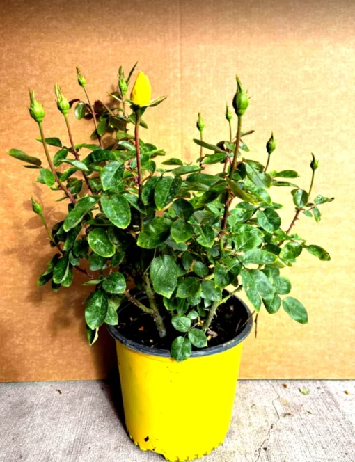 Yellow Rose Bush Plant 3 Gallon Pot 2 Feet Tall Live Plant