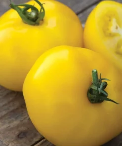 Yellow Tomato Plants Set of 2 Live Plants for Outdoor Planting Well Rooted