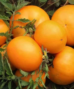 Yellow Tomato Plants Set of 2 Live Plants for Outdoor Planting Well Rooted