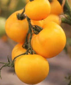 Yellow Tomato Plants Set of 2 Live Plants for Outdoor Planting Well Rooted