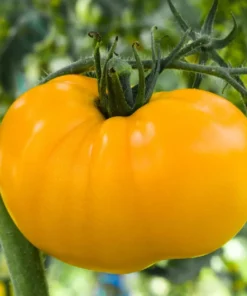 Yellow Tomato Plants Set of 2 Live Plants for Outdoor Planting Well Rooted