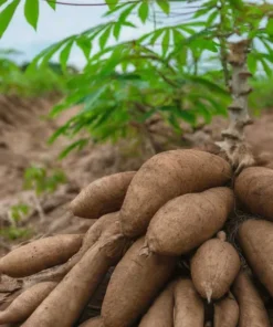 Yucca & Cassava Cutting Set – 5 Piece – Easy Grow Plants