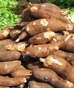 Yucca & Cassava Cutting Set – 5 Piece – Easy Grow Plants