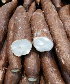 Yucca & Cassava Cutting Set – 5 Piece – Easy Grow Plants