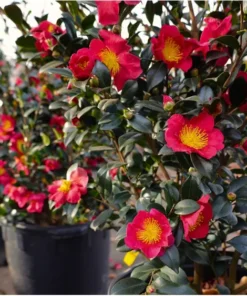 Yuletide Camellia Sasanqua Plant - 1 Gallon Size - 2ft Tall - Flowering Shrub