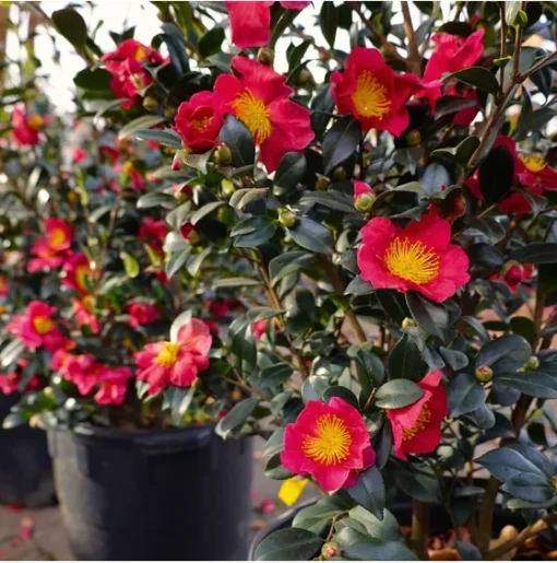 Yuletide Camellia Sasanqua Plant - 1 Gallon Size - 2ft Tall - Flowering Shrub