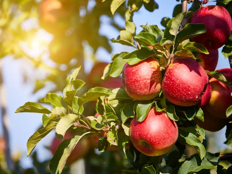 Best Fruit Trees to Plant in Spring: A Complete Guide