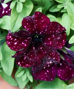 Petunia Starry Sky Burgundy Live Plant 4-6 in Tall Flower