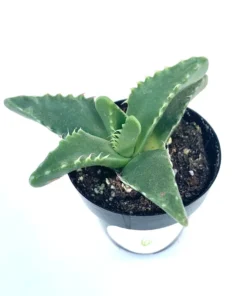 Tiger Jaw Succulent Faucaria Tigrina - 2.5" Pot - Unique Succulent